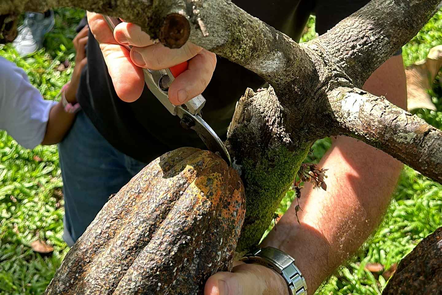 Bohol Chocolate Making and Farm Tour