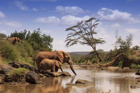 3 Dagen Safari in Samburu, Buffelsbronnen en Shaba Reservaat