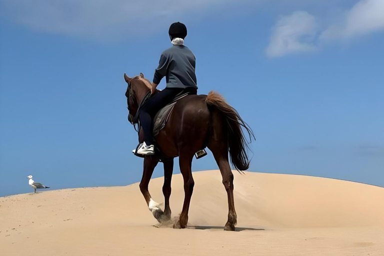 الدوحة: ركوب الخيل العربي في صحراء قطر مع النقل
