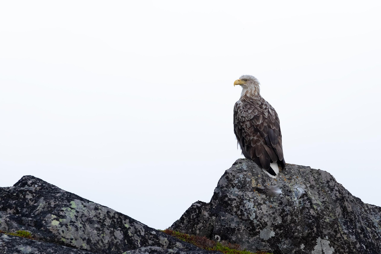 Skjervøy : Excursion en bateau chauffé pour l&#039;observation des orques et des baleines