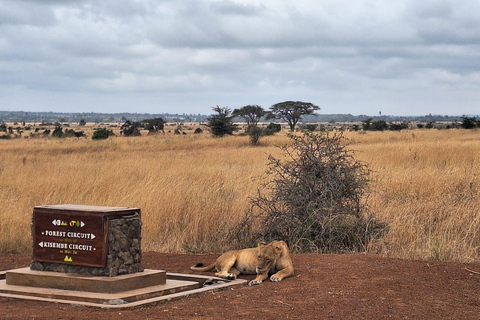 Nairobi National Park Half-Day Game Drive With Free Pick Up