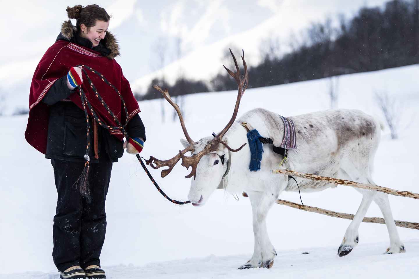From Tromsø: Daytime Reindeer Sledding at Camp Tamok