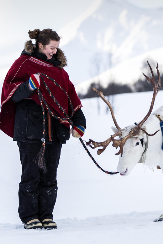 北極圏の真の地元民：タモックキャンプでトナカイのそりに乗りましょう