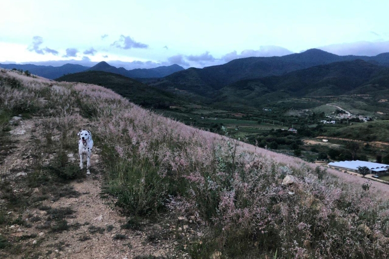 Sentiers de randonnée cachés avec des chiens dans la Sierra Norte Monutains
