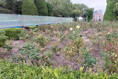 Echoes of Hope: Through Hiroshima Guided Walking Tour