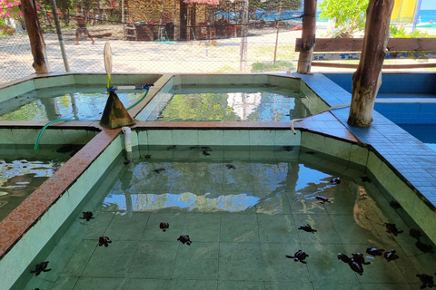 Snorkling på Gili Island: Gili Trawangan, Meno och Air