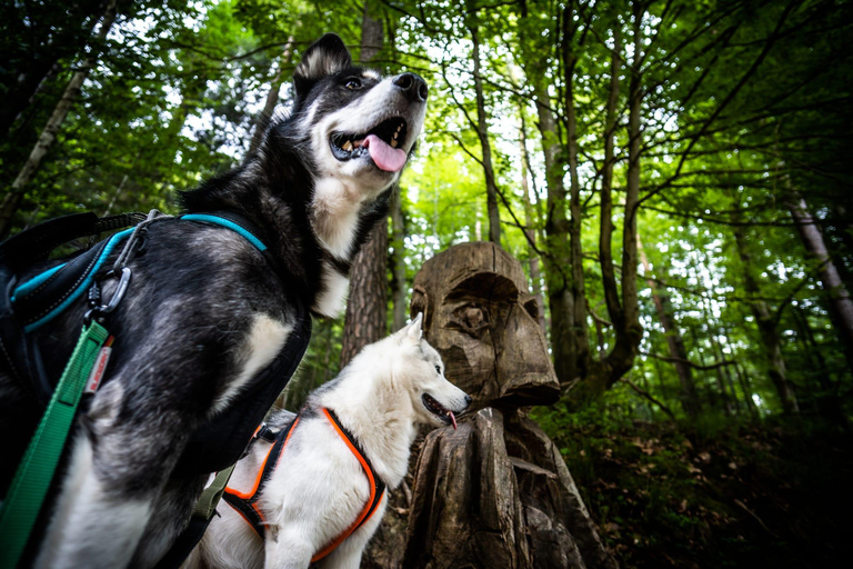 Husky Erlebniswanderung AlthütteCaminhada com a experiência do Husky