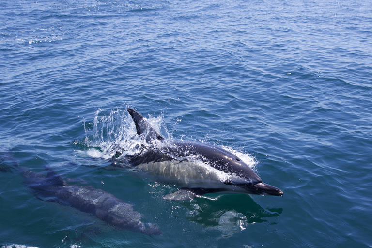 Lisbon: Dolphin Watching Boat Tour