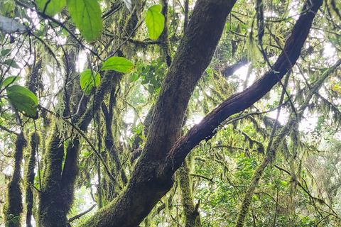 Monti Anaga di Tenerife: escursione circolare nella foresta di alloro
