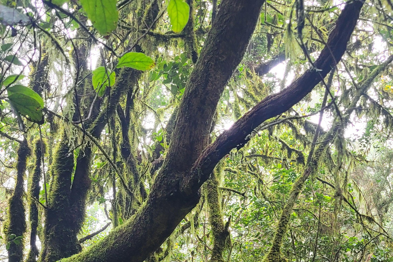 Monti Anaga di Tenerife: escursione circolare nella foresta di alloro