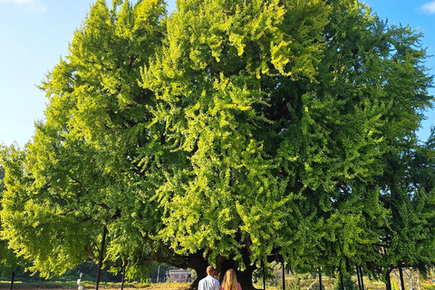 From Seoul: Wonju Nature Day Trip, Ginkgo Tree & Cable Car A. [Spring] Sogeumsan Cable Car & Cherry Blossom Tunnel Tour