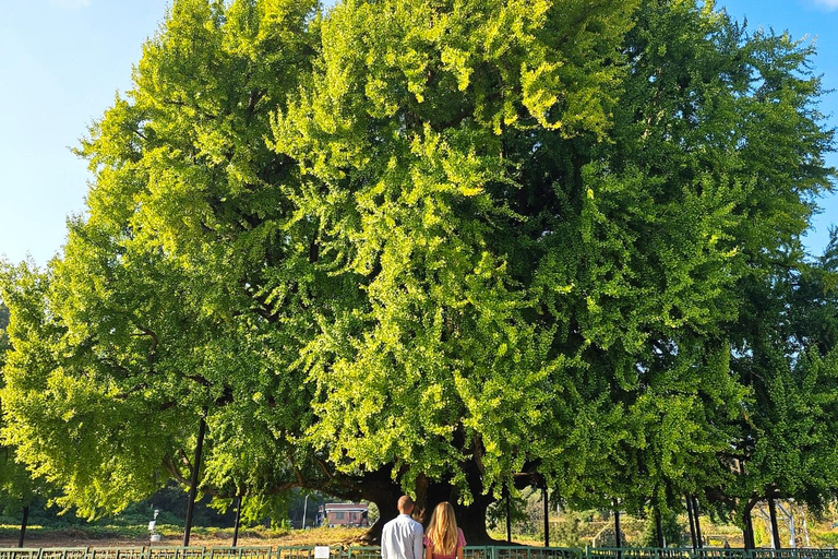 From Seoul: Wonju Nature Day Trip, Ginkgo Tree & Cable Car A. [Spring] Sogeumsan Cable Car & Cherry Blossom Tunnel Tour