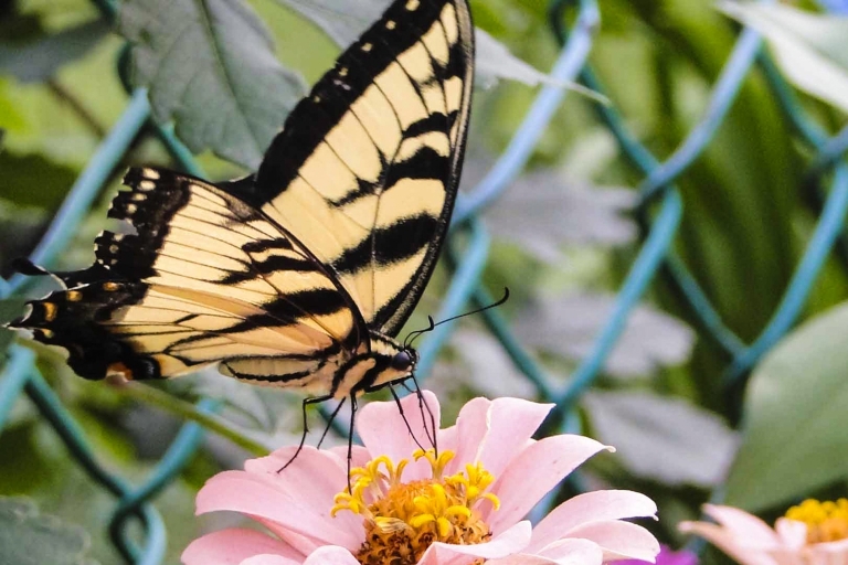 Dubái: entrada al jardín de mariposas