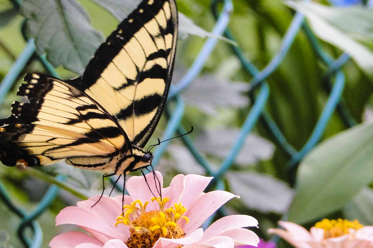 Dubái: entrada al jardín de mariposas