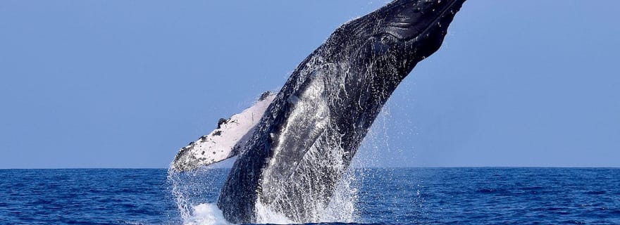 Tumbes : Croisière observation des baleines guidée