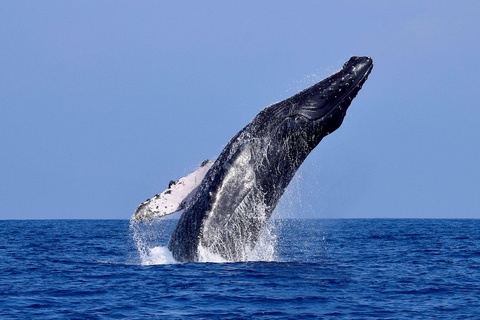 From Tumbes/Zorritos: Whale Watching & Sea Turtle Swim Tour