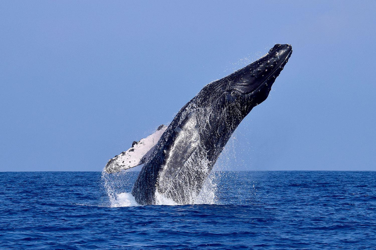From Tumbes/Zorritos: Whale Watching & Sea Turtle Swim Tour