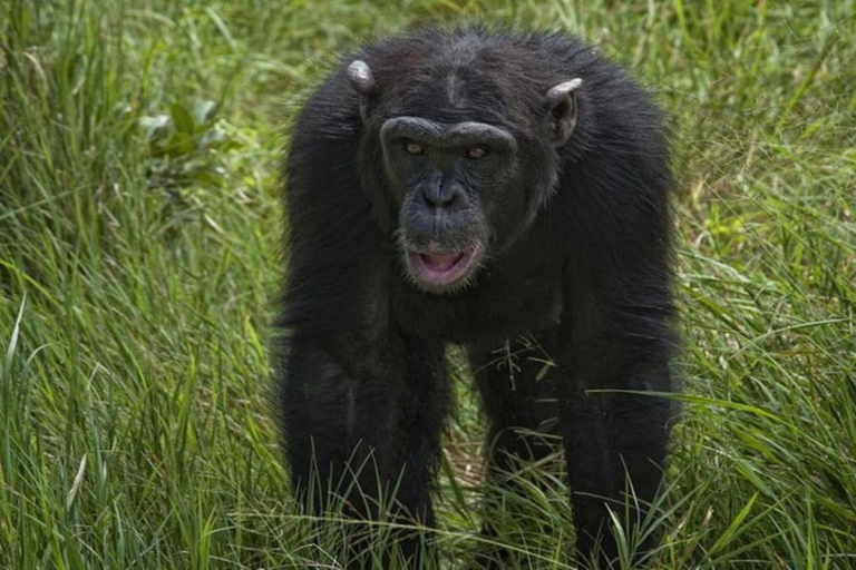 Nairobi: Ol Pejeta Conservancy en Mount Kenya Safari