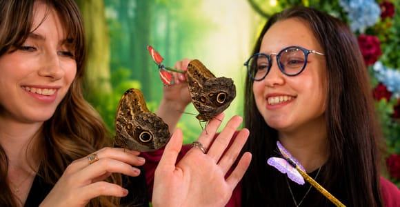 Krakow: Living Butterflies Museum Entry Ticket