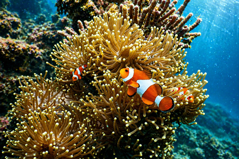 Gili Meno: Private Snorkeling Tour with GoPro Footage