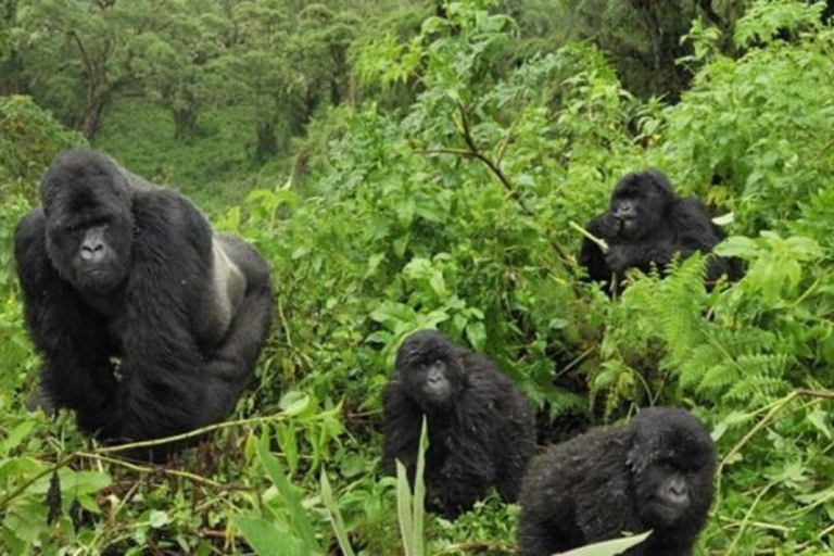 From Kigali: Gorilla Trekking in Uganda and Lake Burera Tour Kigali: Gorilla Trekking in Uganda and Lake Burera Boat Ride