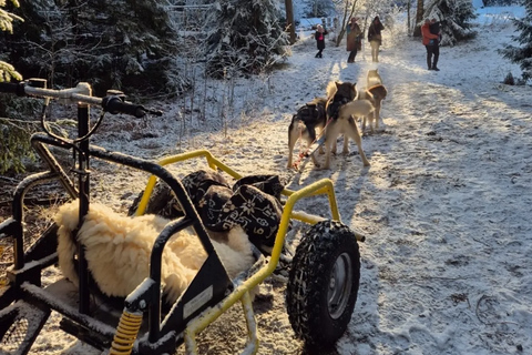 From Riga: Husky Sledding & Floating Sauna Day Trip