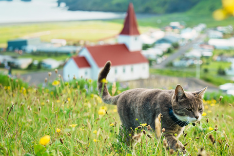 Reykjavik: South Coast Private Day Tour & a Polaroid Photo