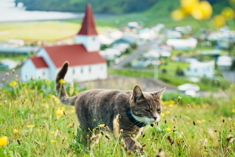 Reykjavik: South Coast Private Day Tour & a Polaroid Photo