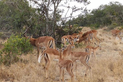 Nairobi: Ol Pejeta Conservancy Day Trip with Game Drive