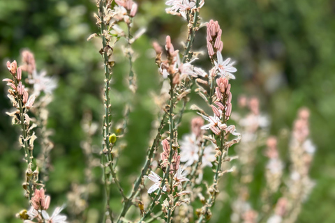 Catania: Etna 3000m and Alcantara Gorges Trek with Pickup