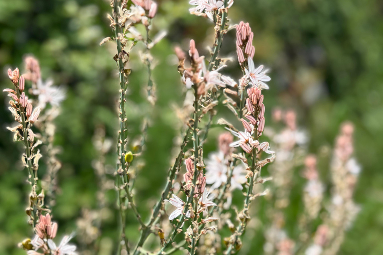 Catania: Etna 3000m and Alcantara Gorges Trek with Pickup