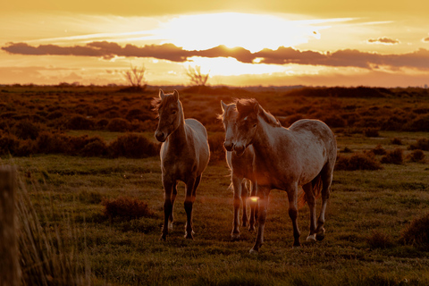 Aigues-Mortes 3H: Discover the secret Camargue in a 4x4 Full-Day