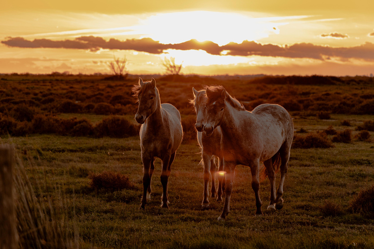 Aigues-Mortes 3H: Discover the secret Camargue in a 4x4 Full-Day