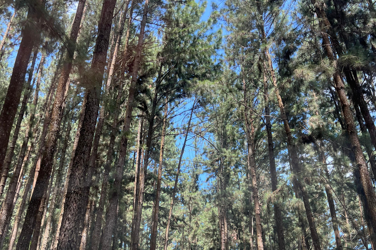 Colombo to Ambuluwawa Tower Private Day Trip 12 Hours