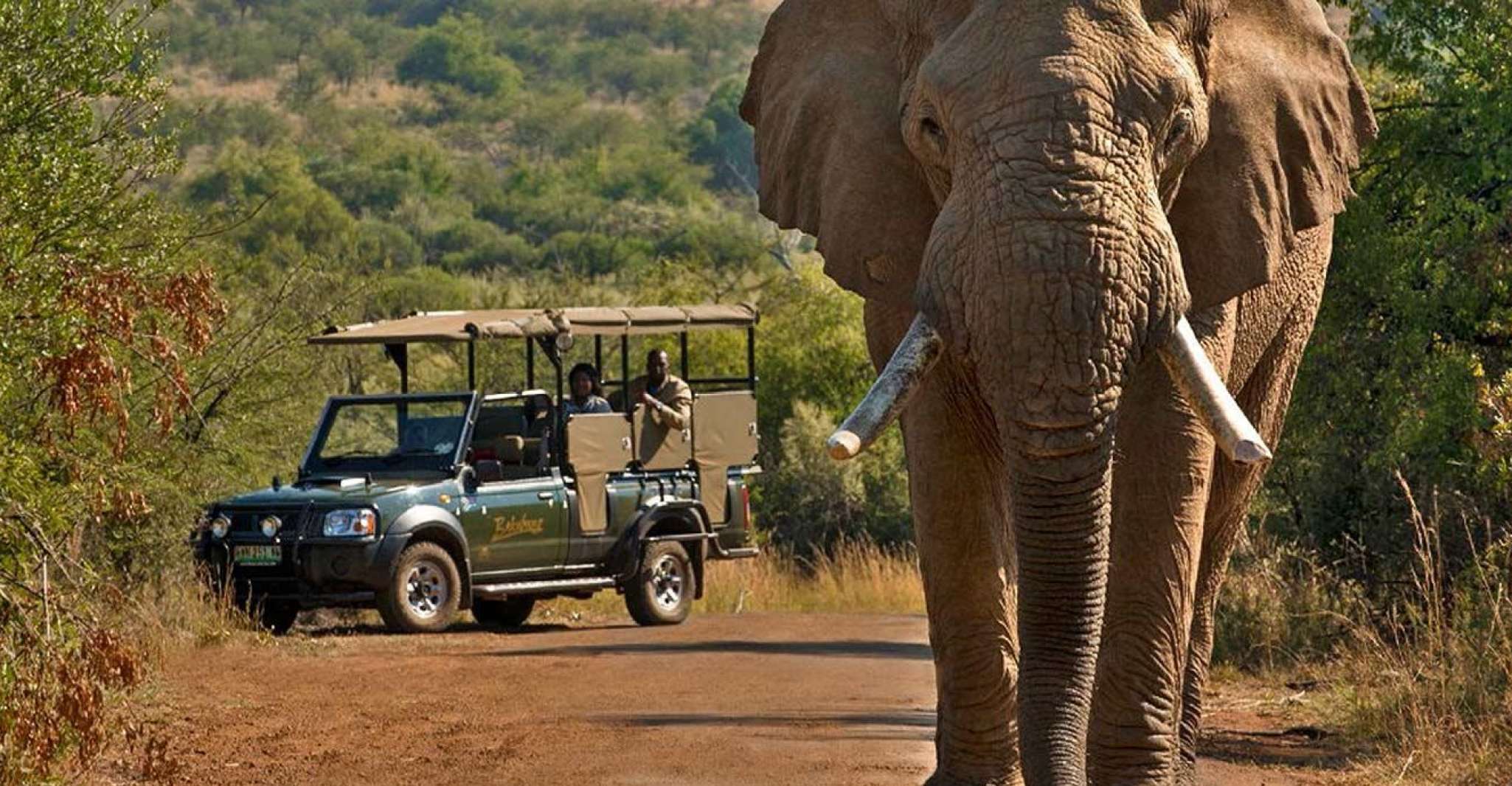 Kruger Park Scheduled Full day Safari Drive from Hoedspruit - Housity
