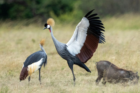 Nairobi: passeio de meio dia no Parque NacionalNairobi: tour privado de meio dia no Parque Nacional