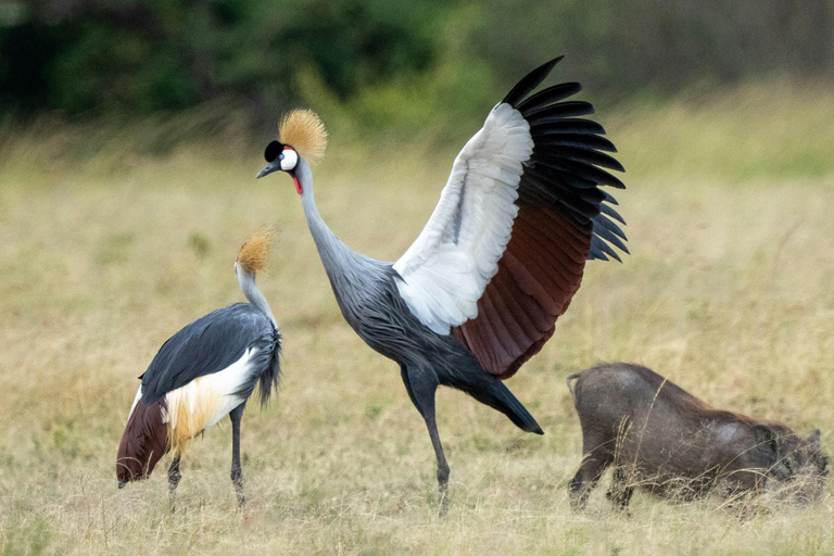 Nairobi: passeio de meio dia no Parque NacionalNairobi: tour privado de meio dia no Parque Nacional