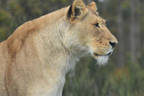 Joanesburgo: Visita ao Lion Park Safari, serviço de busca no hotel