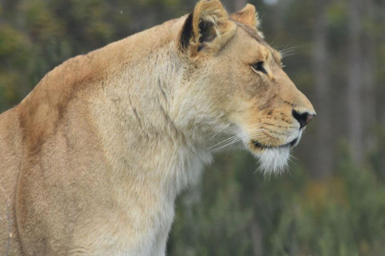 Johannesburg: Lion Park Safari Tour, pickup from Hotel