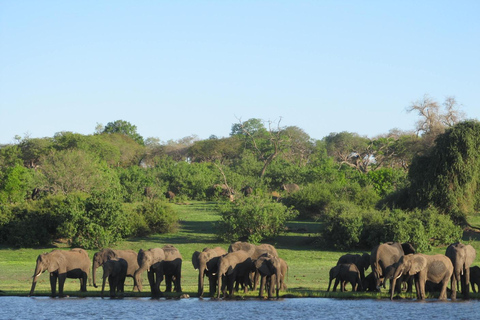 Kasane-Boat Cruise - Chobe River with Transfer Kasane-Boat Cruise - Chobe River with Transfer