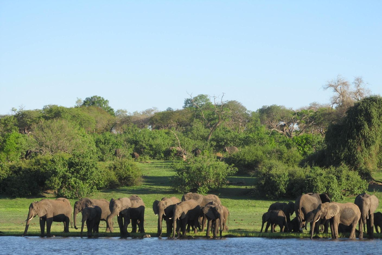 Kasane-Boat Cruise - Chobe River with Transfer Kasane-Boat Cruise - Chobe River with Transfer