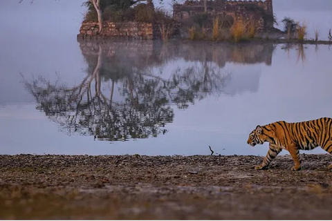 Delhi : Visite du parc national de Sariska le même jour avec safari tigre