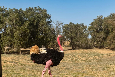 Souss Massa National Park Tour with Museum Visit & Lunch