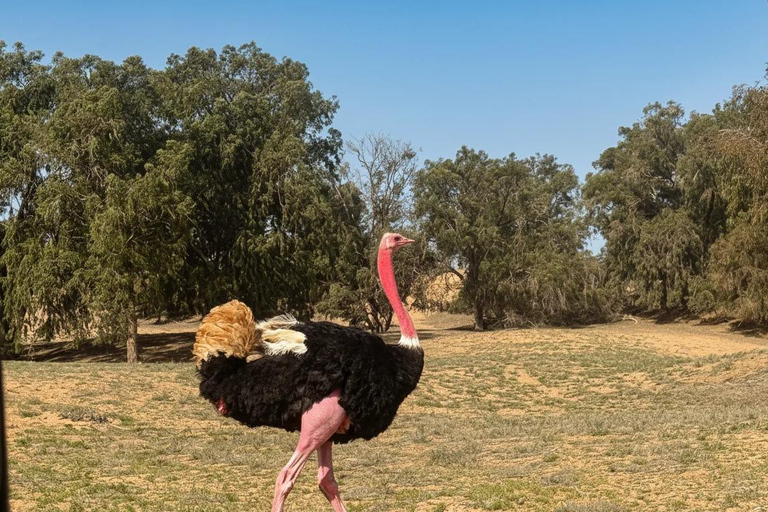 Souss Massa National Park Tour with Museum Visit & Lunch