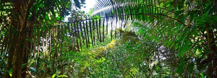 Explorer l'Amazonie : Journée d'aventure à partir d'Iquitos