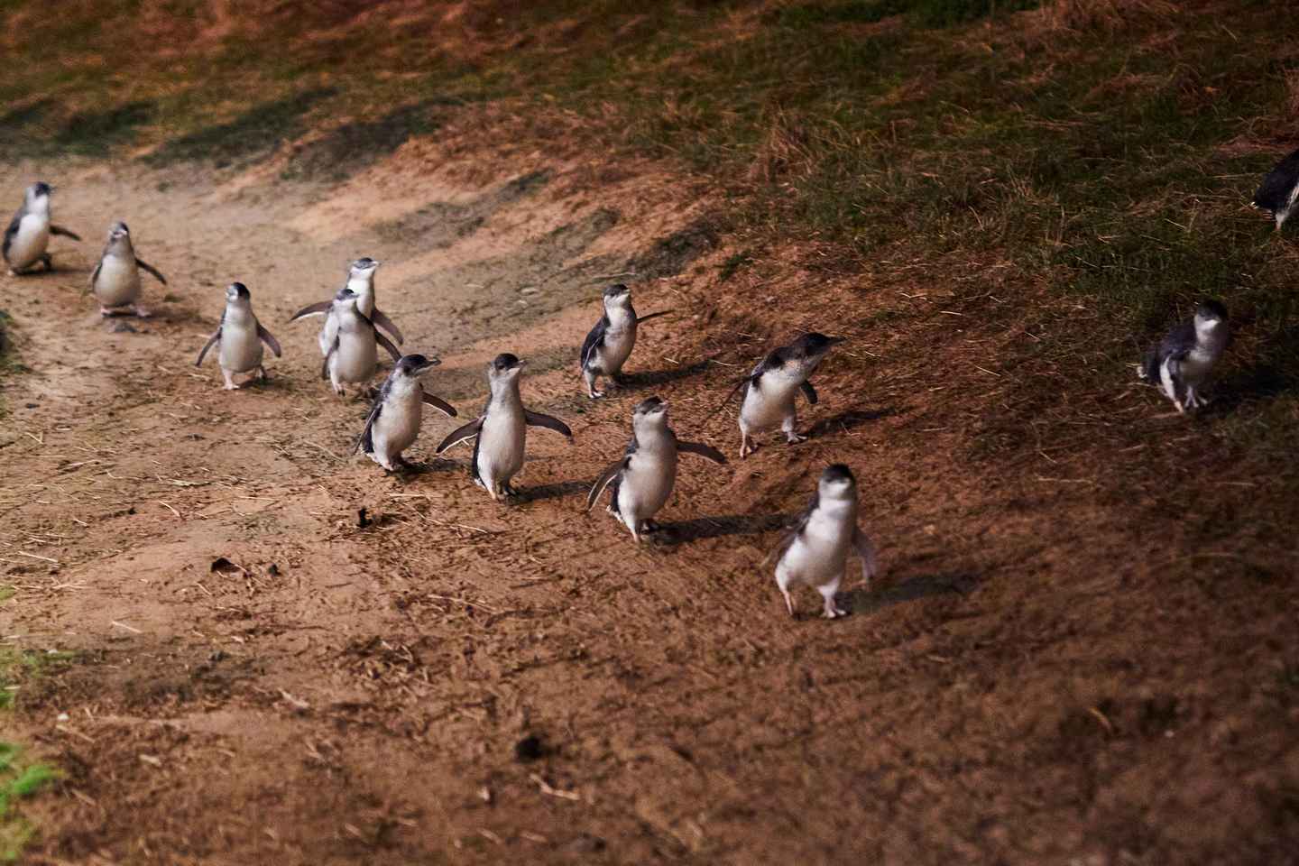 From Melbourne; Phillip Island Penguin Parade Afternoon Tour - Day Tour with General Penguin Viewing