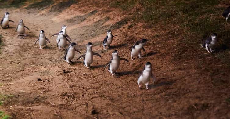 Phillip Island Penguin Direct Sunset Tour