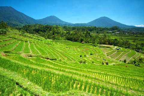 North of Bali: Private Tour with UNESCO World Heritage site Private Tour : Ticket Included