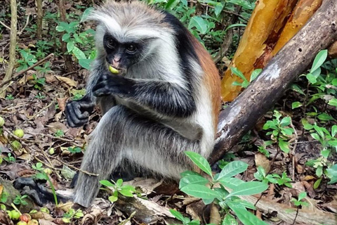 Zanzibar: Jozani forest, Reptile park and Salaam cave tour Private tour with Hotel pick up and drop-off included.