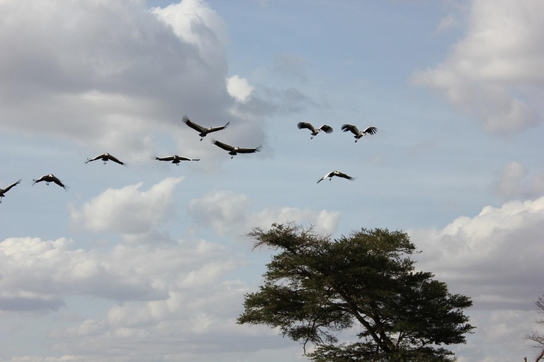 Safari de 3 días de Nairobi a Amboseli y de Tsavo Oriental a Mombasa